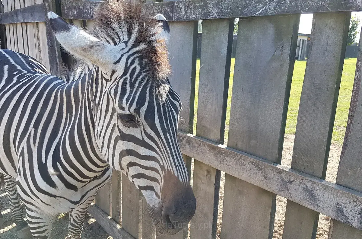 Animal park, Entertainment and Education