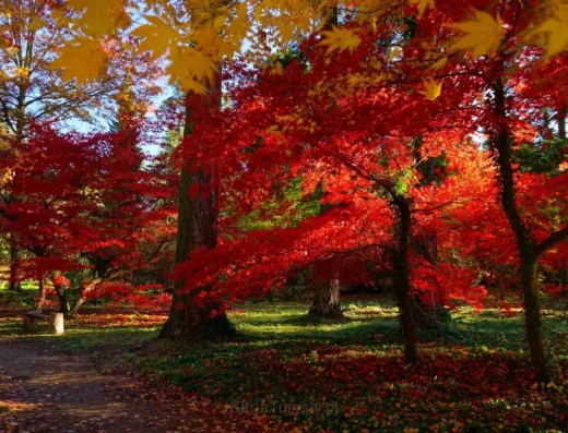 Arboretum SGGW w Rogowie