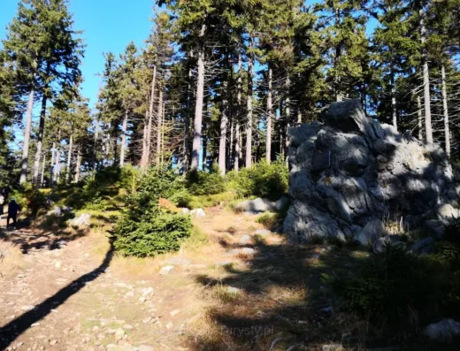 Bear Rock