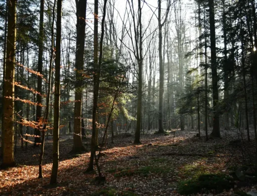 Bramka (Formacja skalna w Rezerwacie Dalejów)