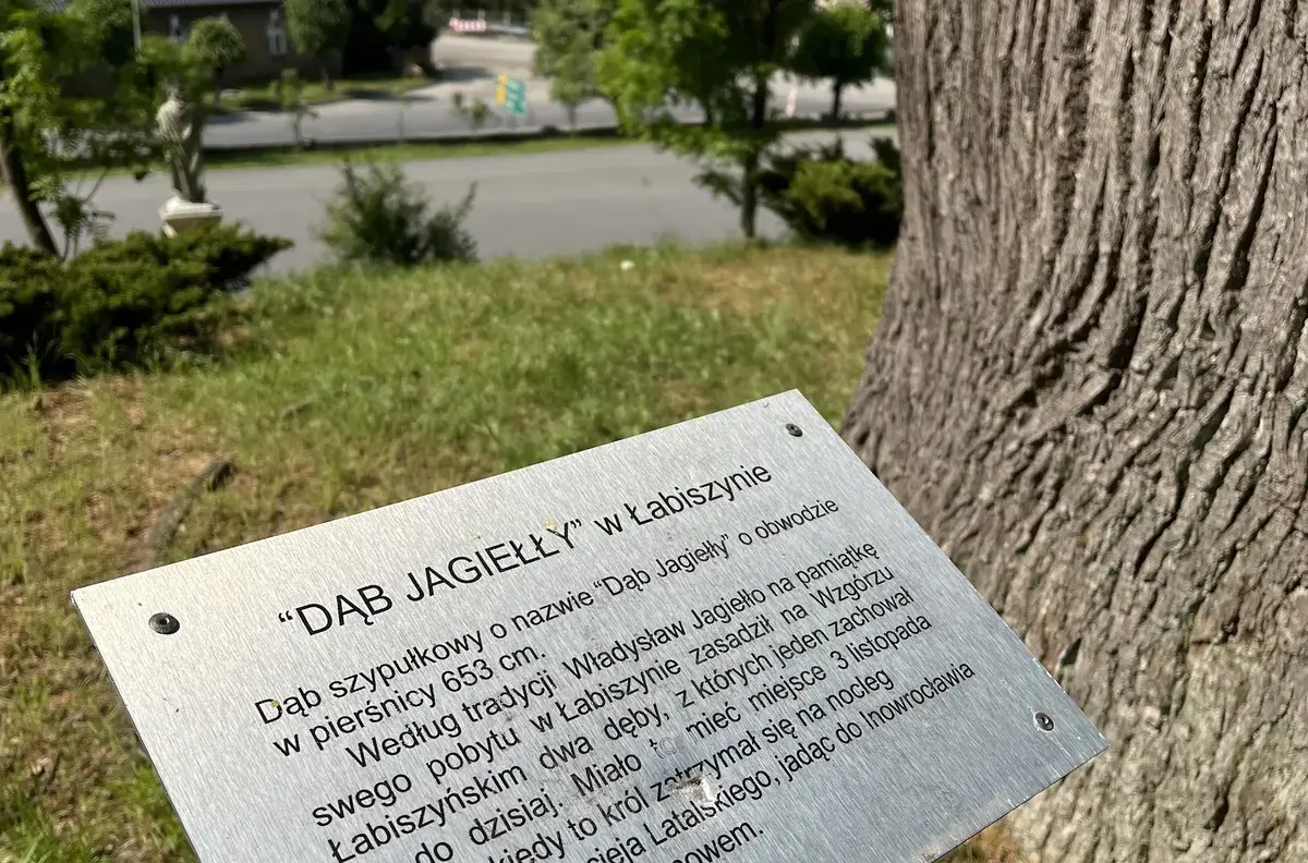 Dąb Jagiełły
