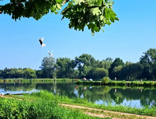 Halinów