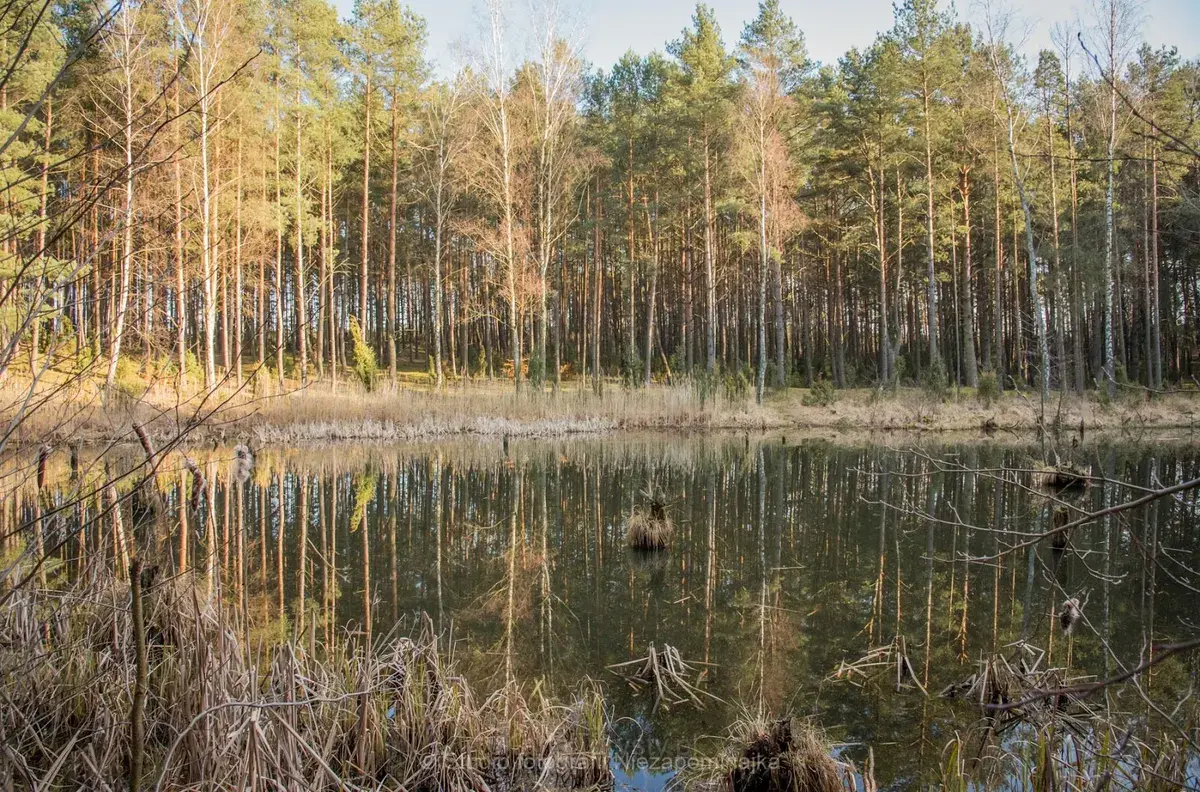 Jezioro Koronowskie