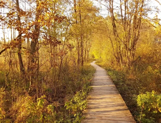 Kampinos