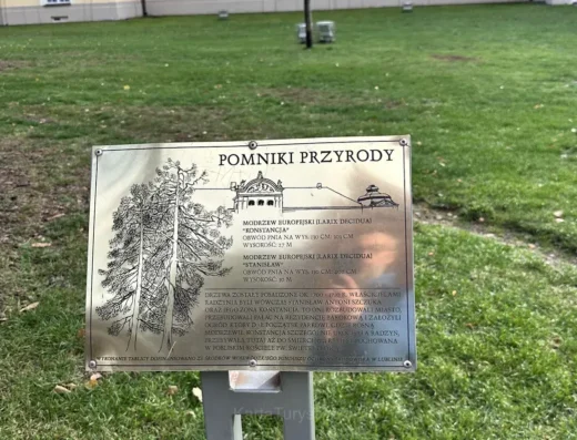 Konstancja – Modrzew Europejski – Pomnik Przyrody