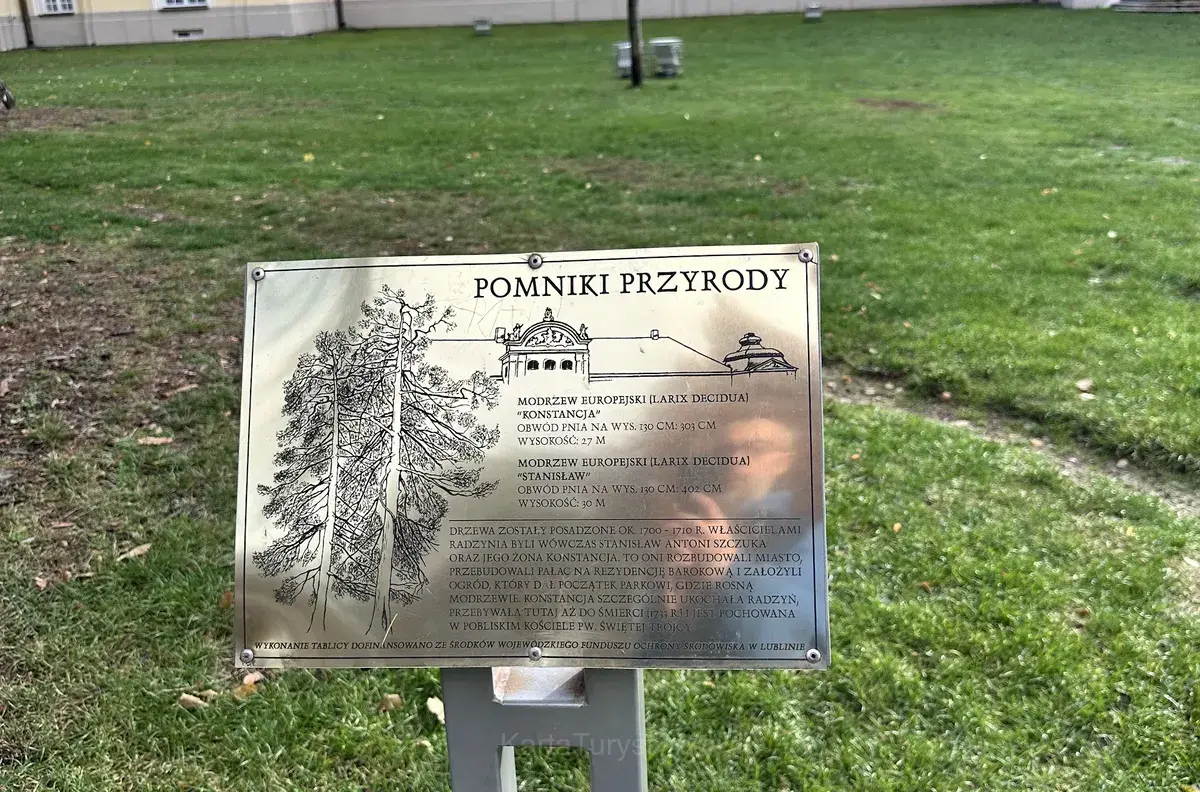 Konstancja – Modrzew Europejski – Pomnik Przyrody