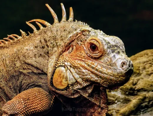 Ogród zoologiczny w Zamościu im. Stefana Milera