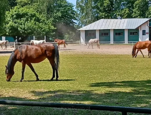 Pokaz konia arabskiego