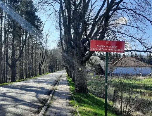 POMNIK PRZYRODY ALEJA JARZĄBA SZWEDZKIEGO
