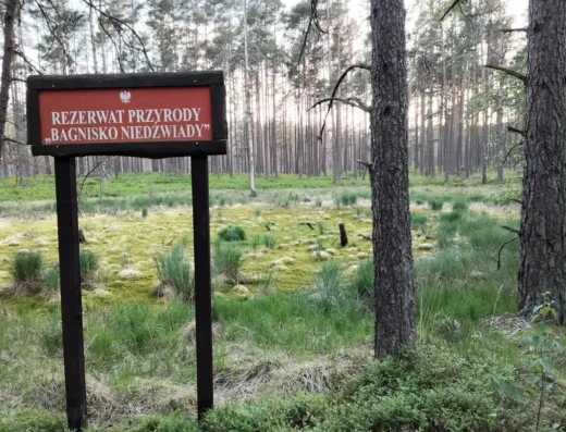 Rezerwat Bagnisko Niedźwiady