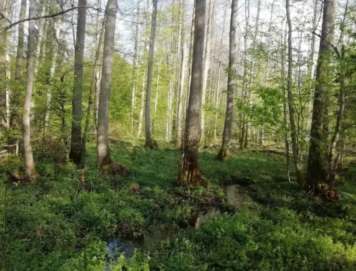 Rezerwat DOLINA WALICZÓWKI