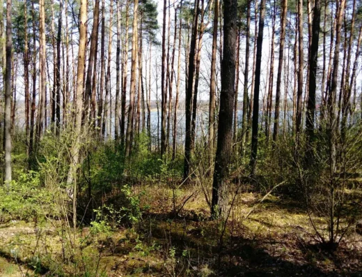 Rezerwat przyrody Dziki Staw (2)