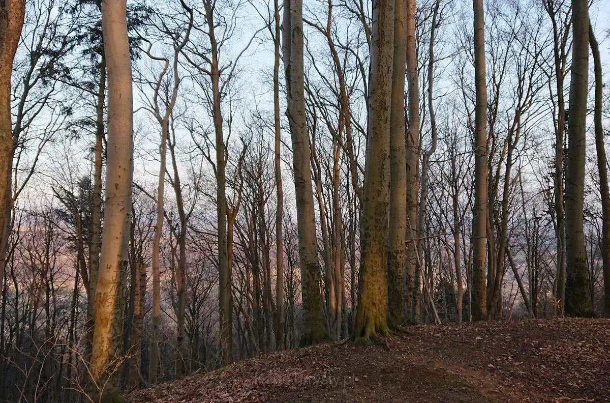 Rezerwat przyrody Góra Chełm