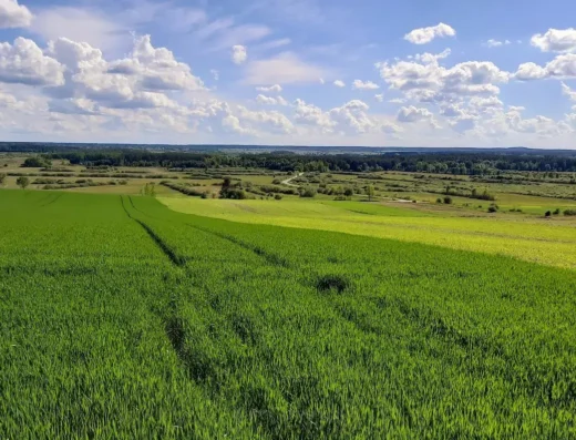 Rogóźno