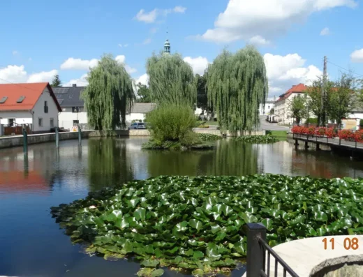 Staw Koronny