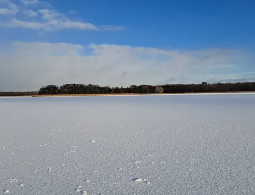 Stelchno