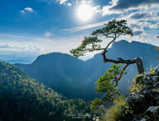 Szlak na Sokolicę (Punkt startowy – Szczawnica Przystań)