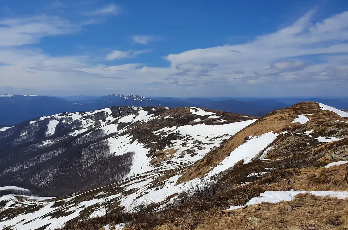 Tarnica