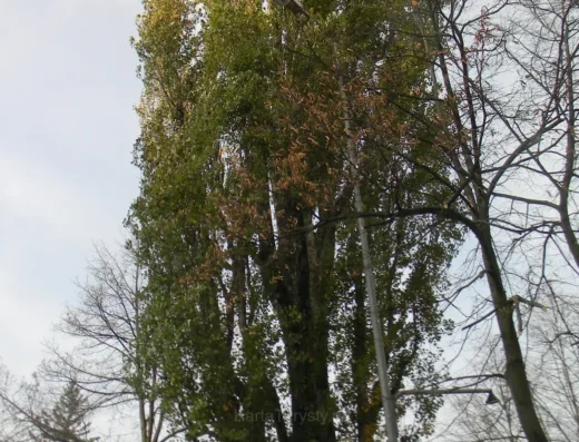 Topola włoska „Teletopcia” – pomnik przyrody