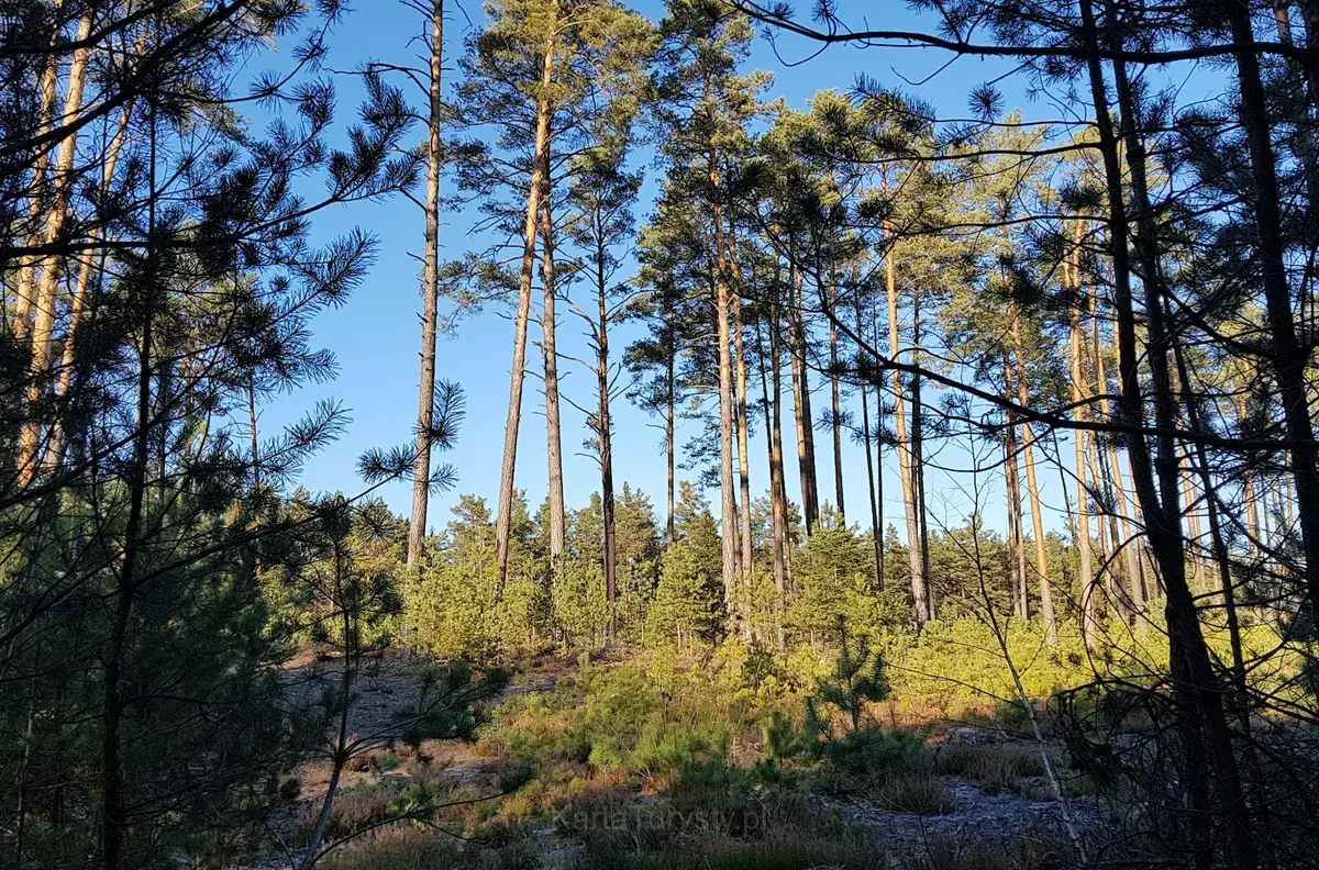 Tułowe Góry