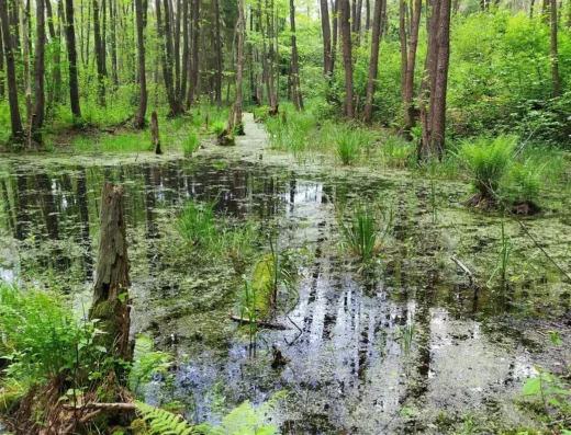 Uroczysko Belfont
