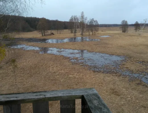 Wieża Widokowa w Białowieskim Parku Narodowym