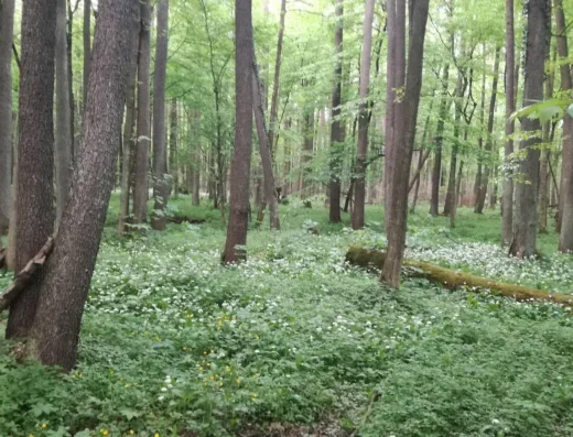 Nature reserve Załamanek
