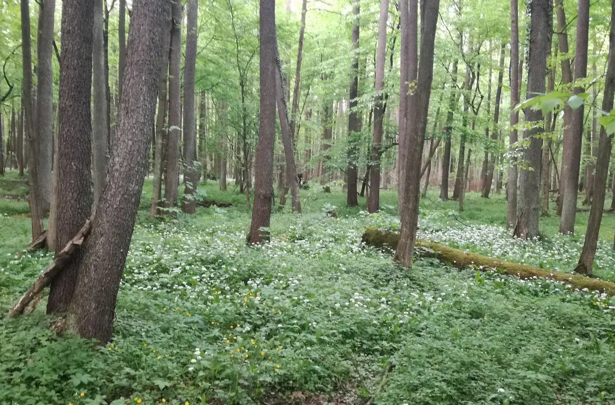 Nature reserve Załamanek