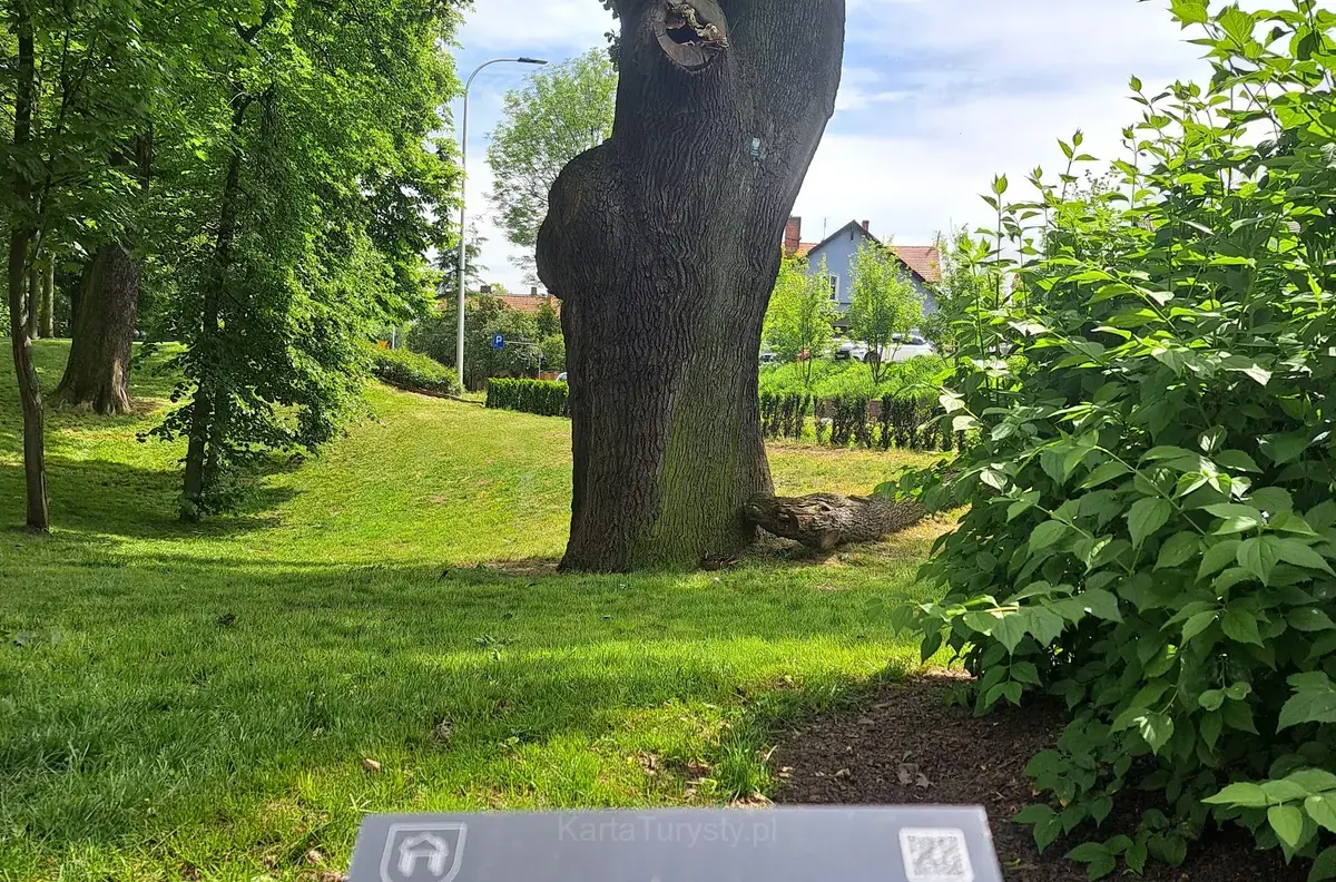 Pomnik przyrody DĄB SZYPUŁKOWY – Jan, Park, Jarocin, Polska