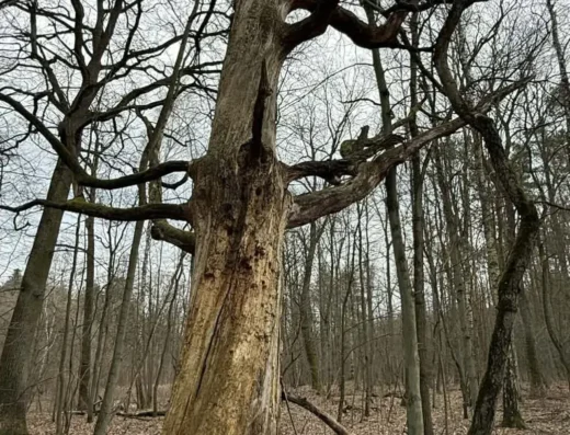 Stary uschnięty Dąb