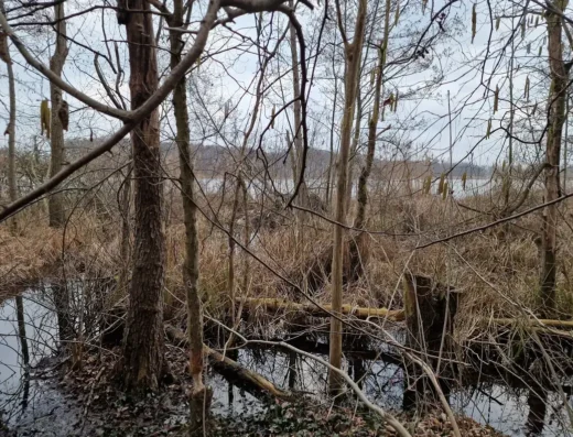 Żerenie bobrów nad jeziorem wolsztyńskim